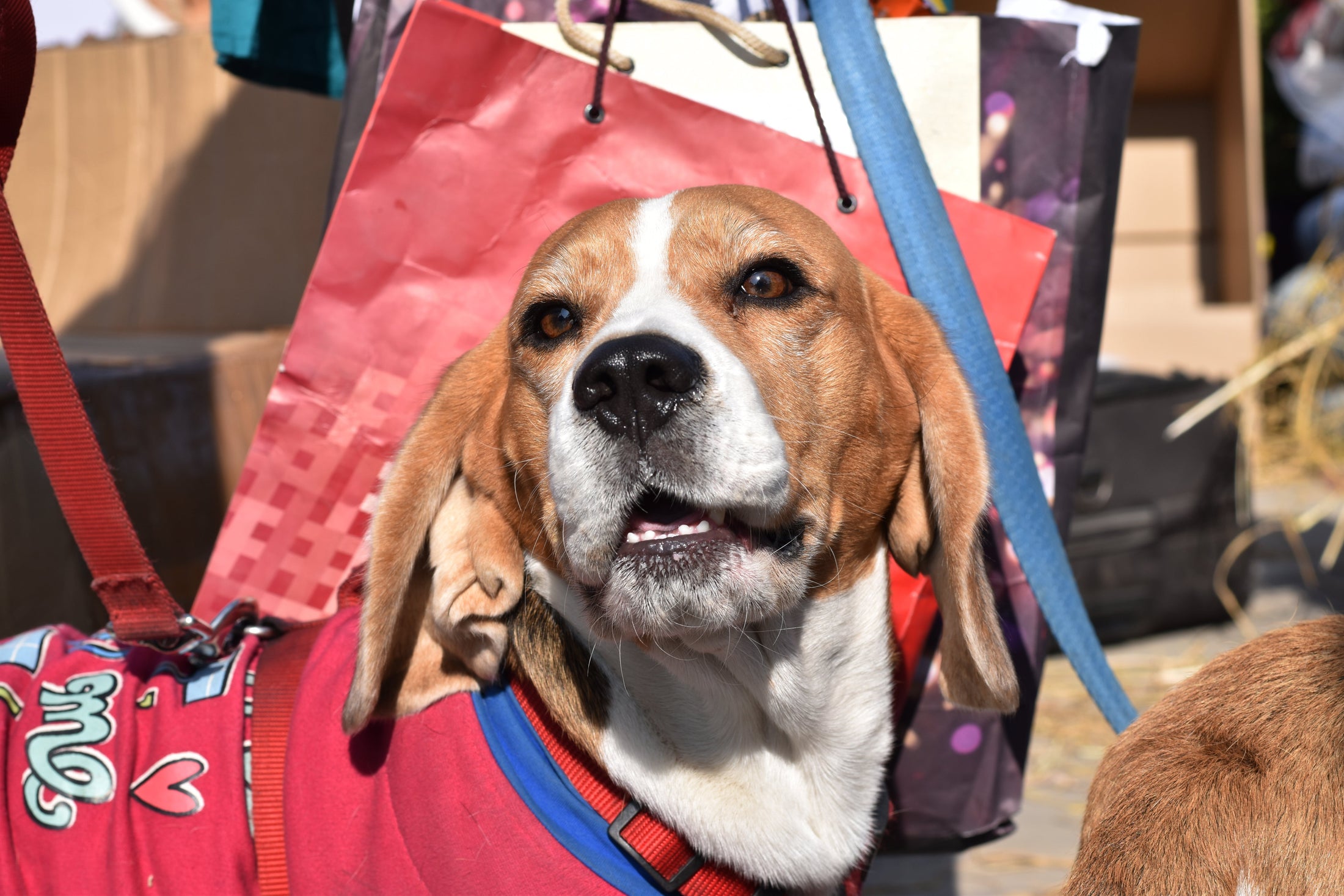 The Mutt Market