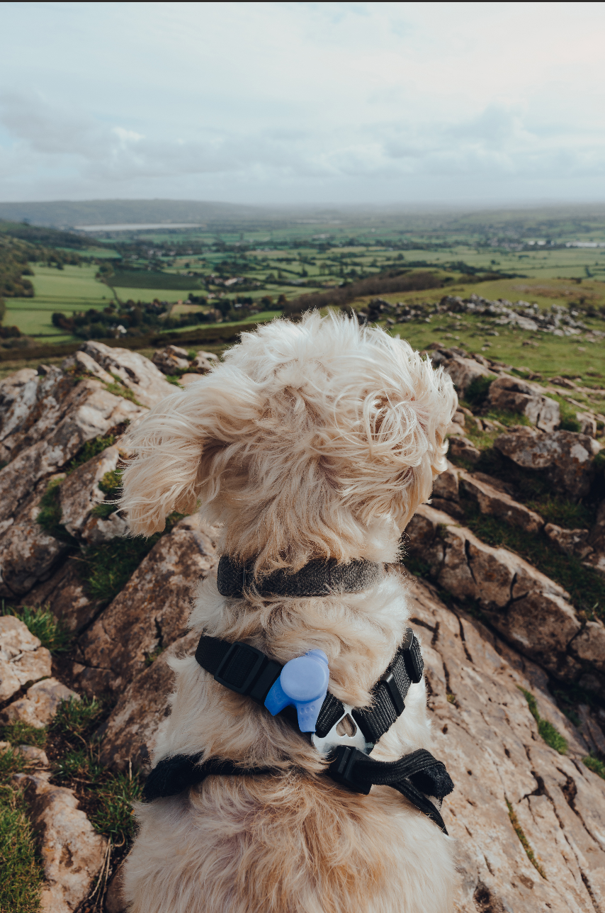 Weekend Wanderer