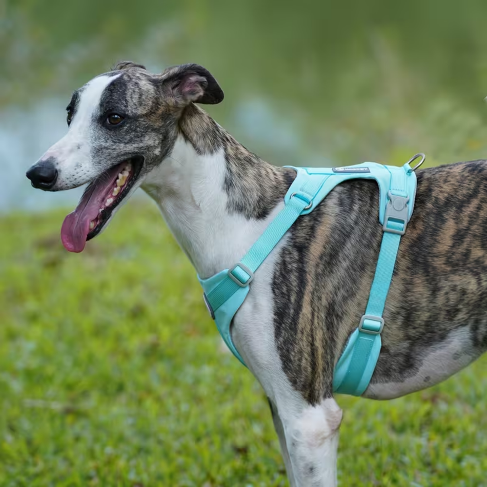 No-Pull Breathable Harness