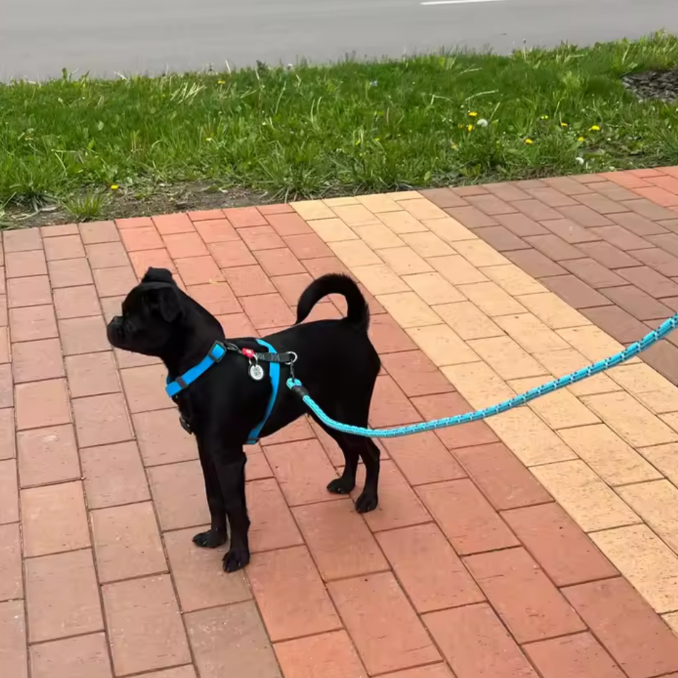 Long Lead with Soft Handle