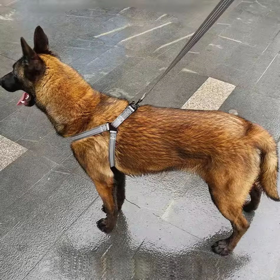 No-pull Y-Harness