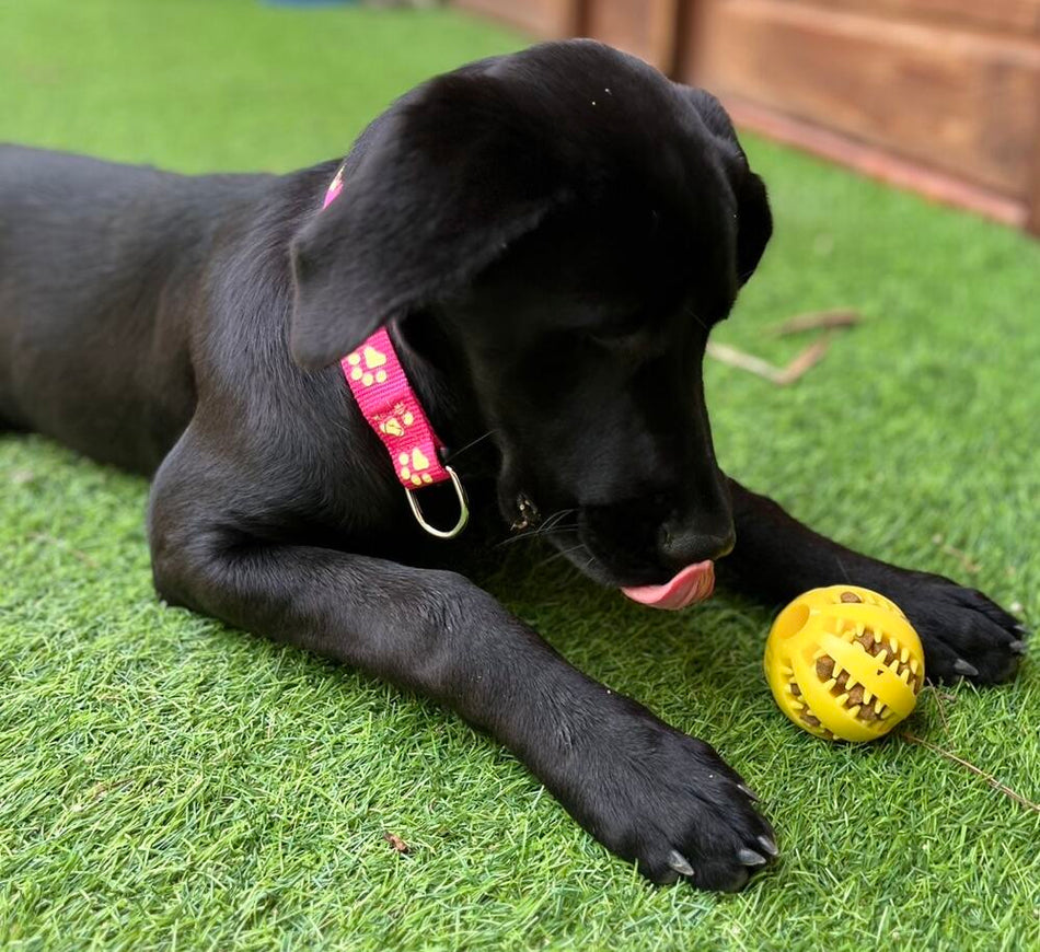 Dental Chew & Treat Ball