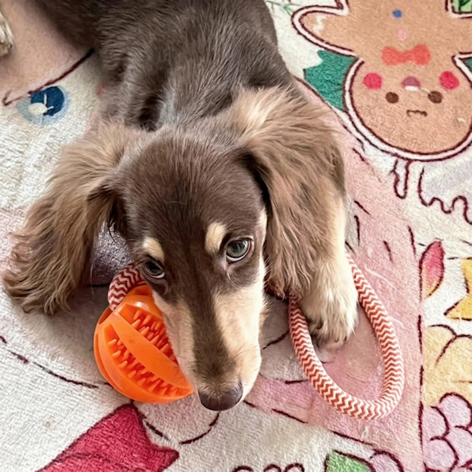 Treat Rope Puzzle Ball