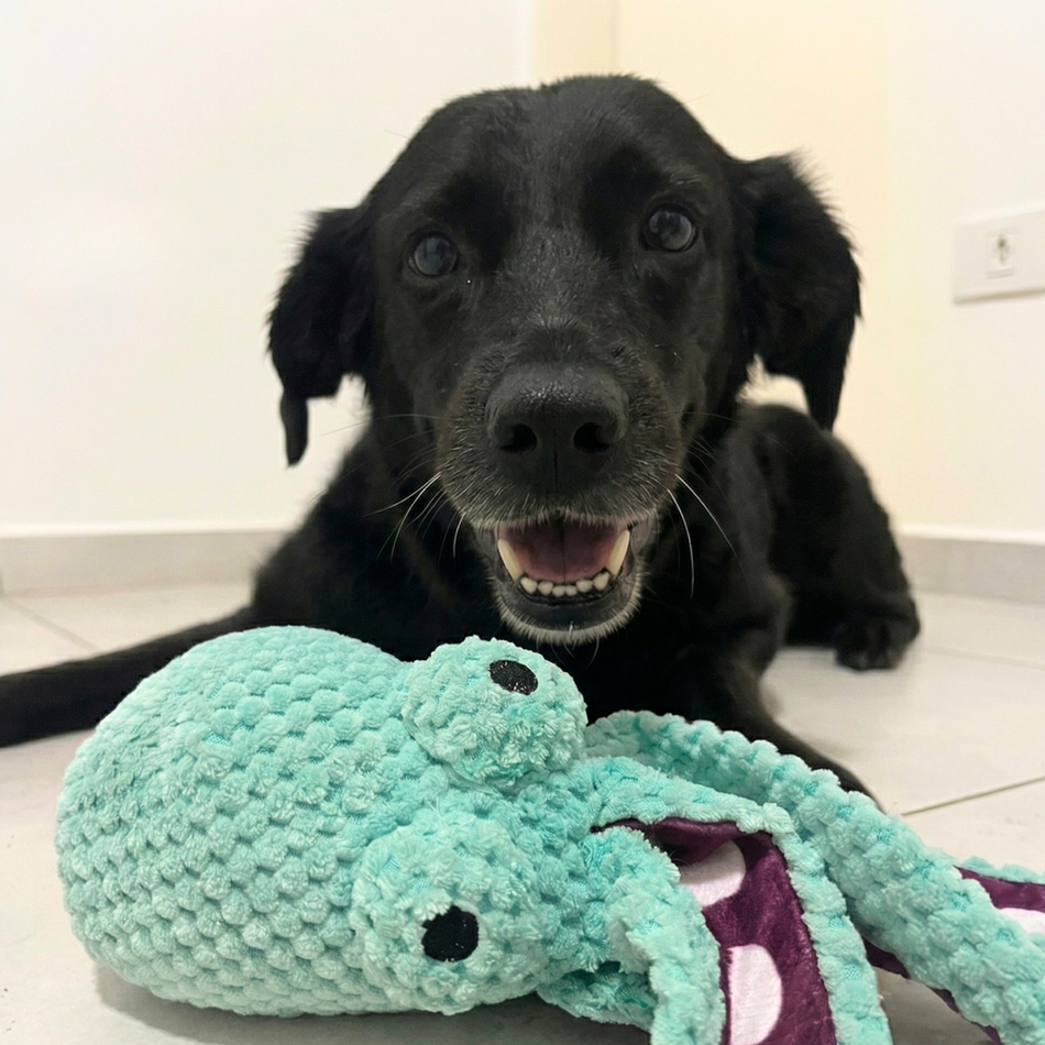 Squeaky Octopus Tug Toy