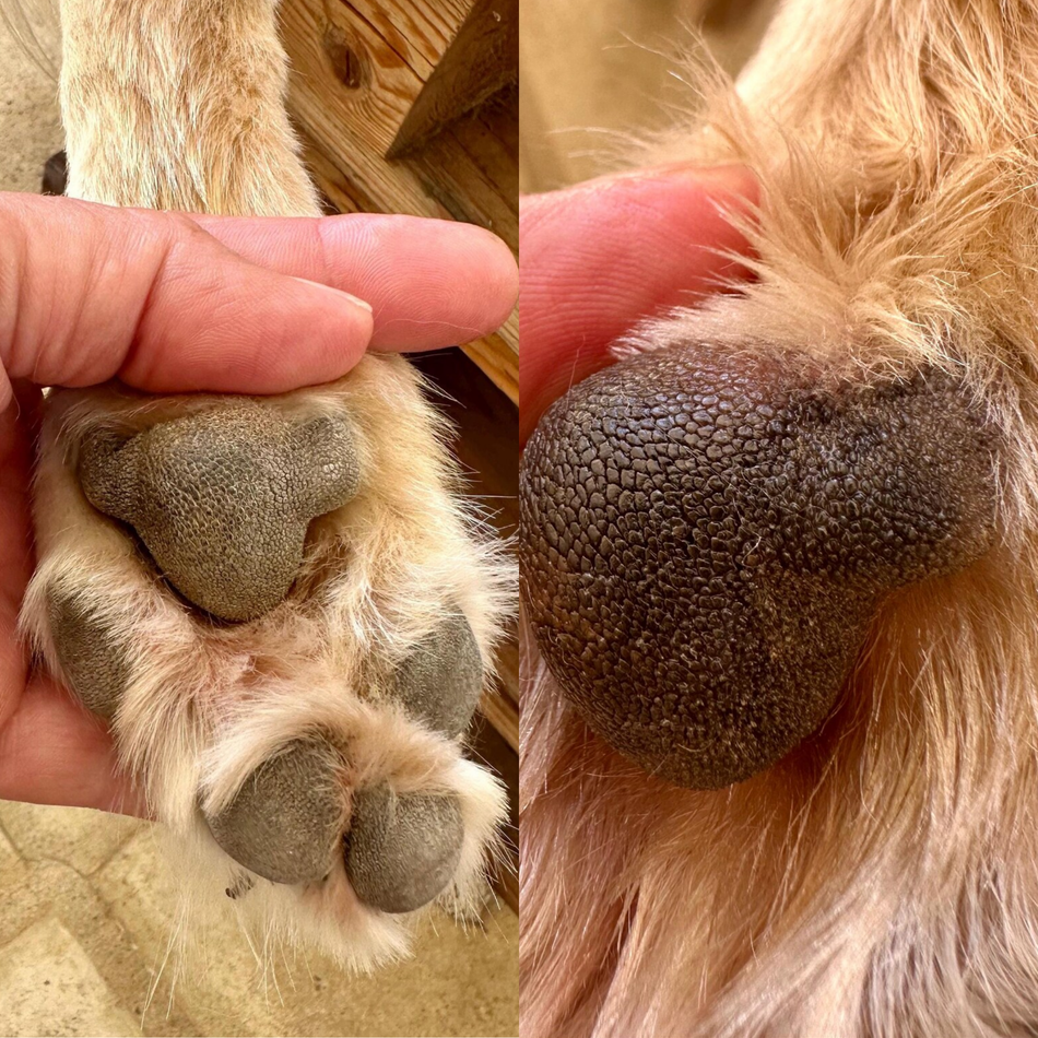 Paw & Nose Healing Balm