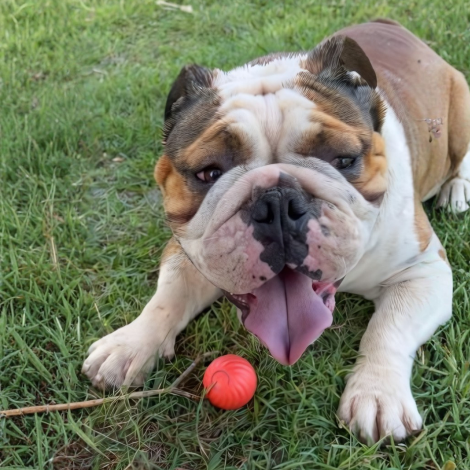 Rechargeable Smart Dog Ball