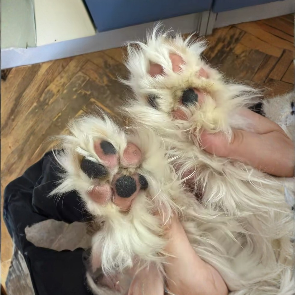 Quiet LED Paw Trimmer
