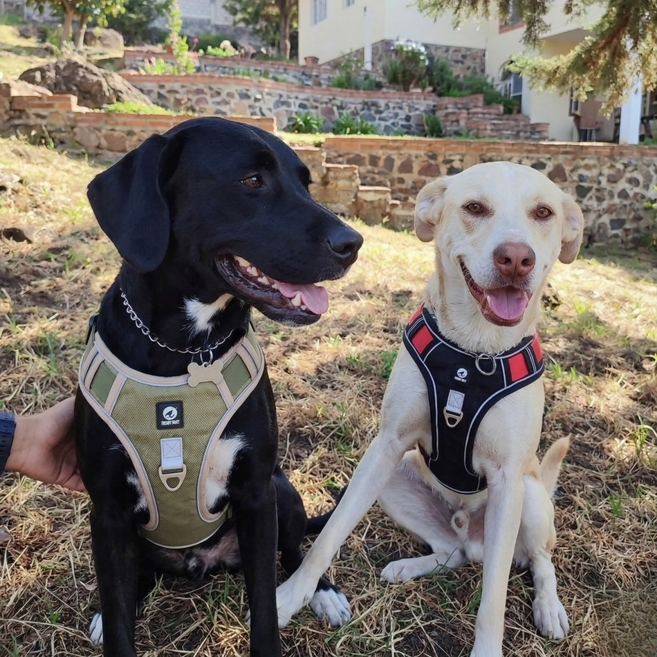 No-Pull Reflective Harness