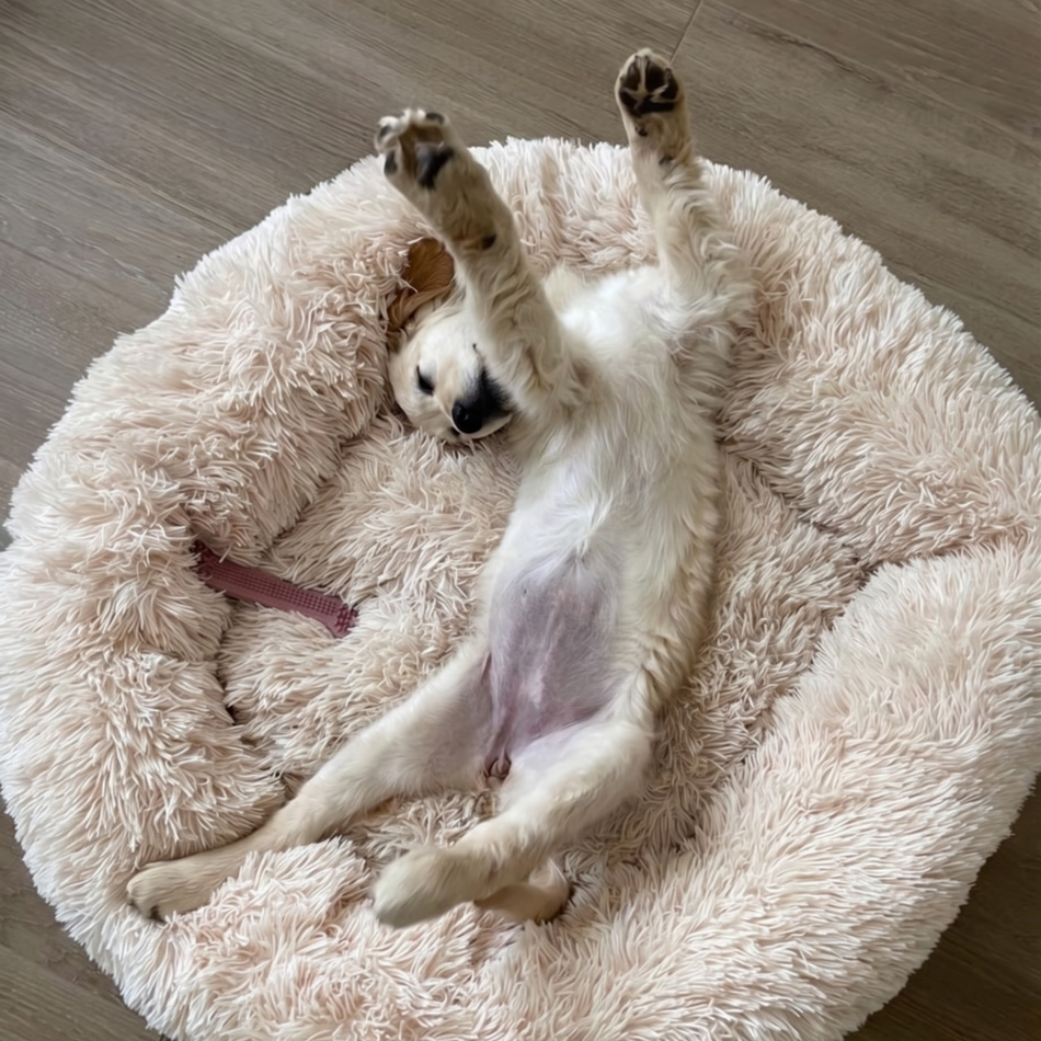 Luxury Square Plush Bed