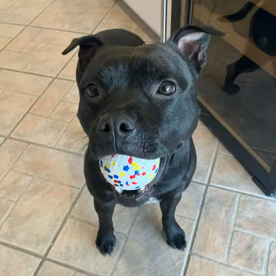 Tough Chew Bounce Ball