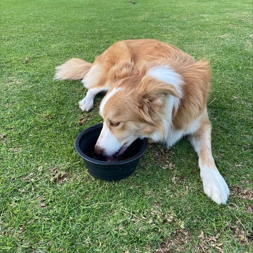 Collapsible Travel Bowl